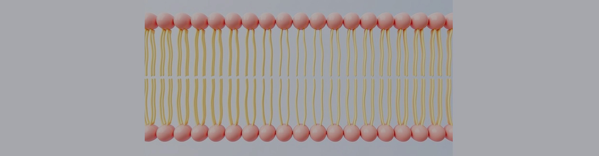 Personalização Lipossomal