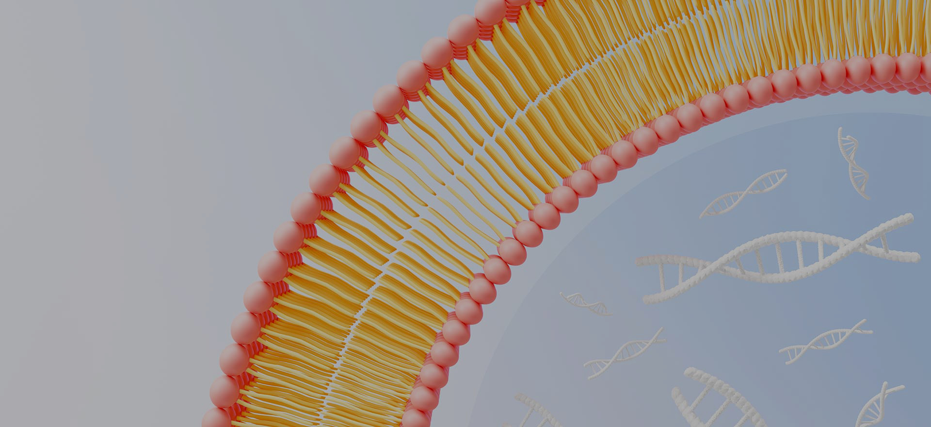 Por que escolher LiposoMore?