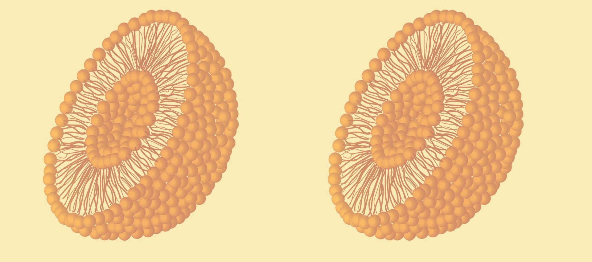 Vitamina Lipossomal B2
