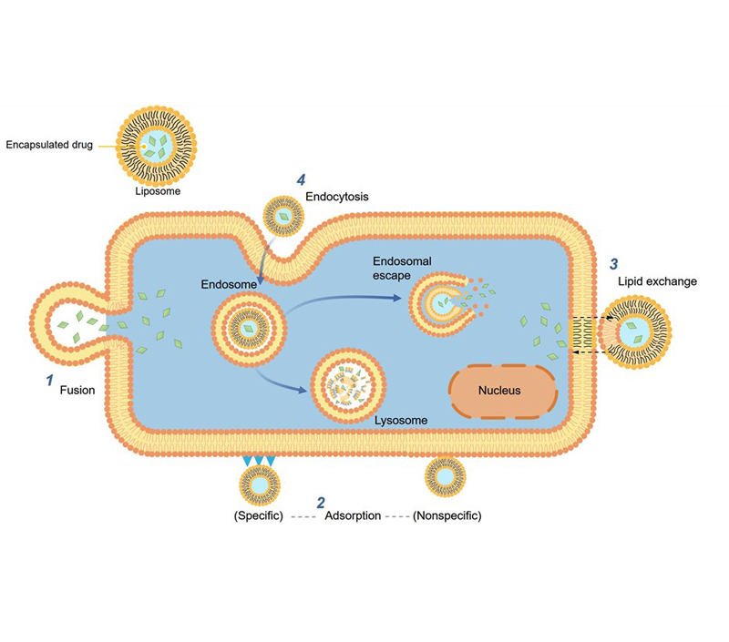 Direcionamento e liberação sustentada