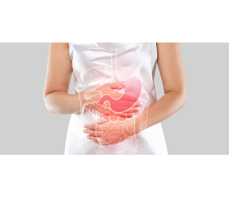 Gentil no sistema digestivo