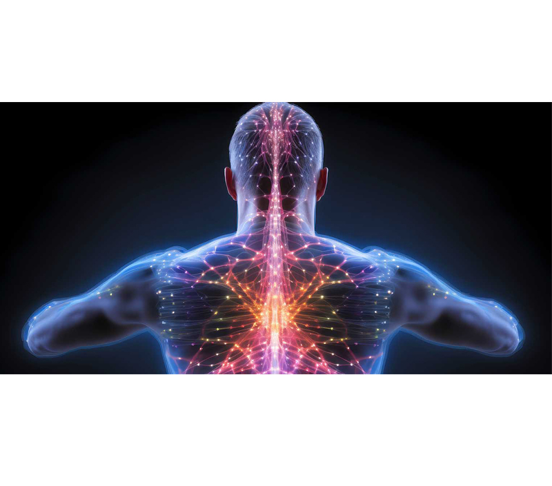 Promove a saúde do sistema celular e nervoso