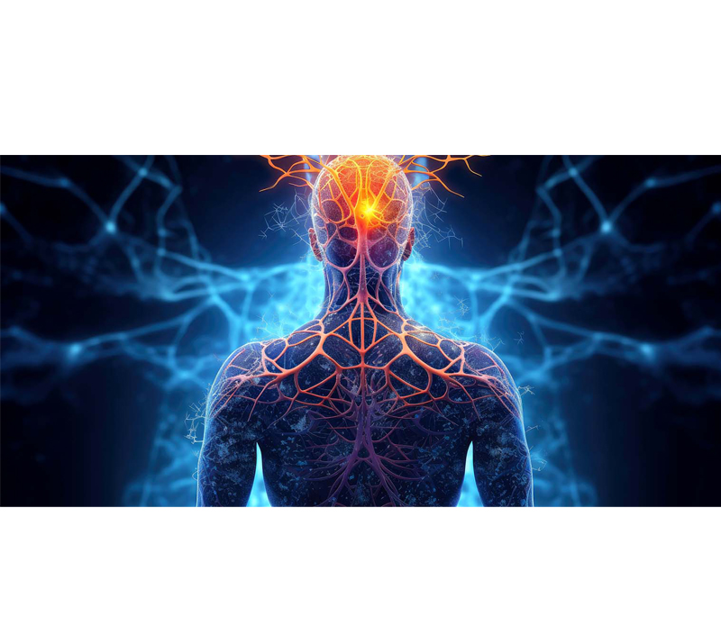 Apoia a saúde do cérebro e do sistema nervoso