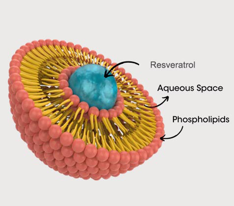 Anti-Envelhecimento e Proteção Celular