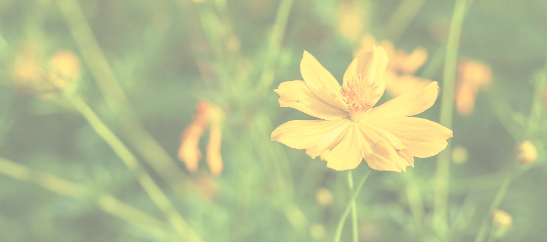 Cloridrato de Berberina Lipossomal