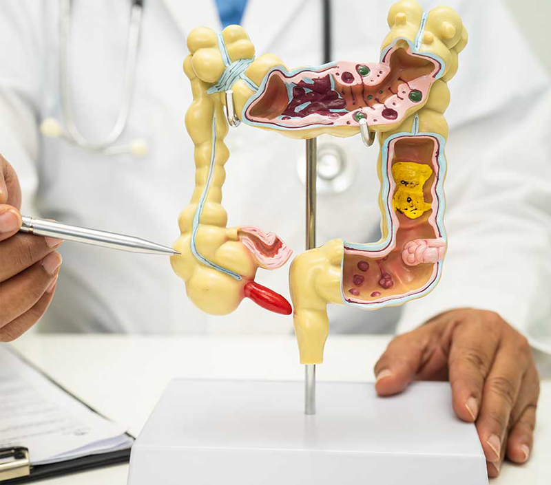 Ideal para o bem-estar metabólico e digestivo
