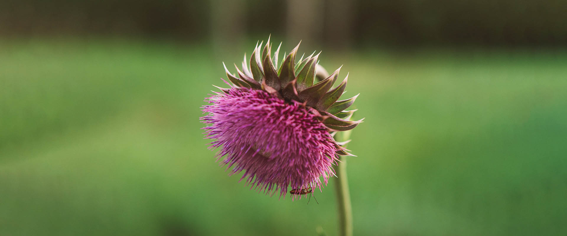 Características da silimarina lipossômica