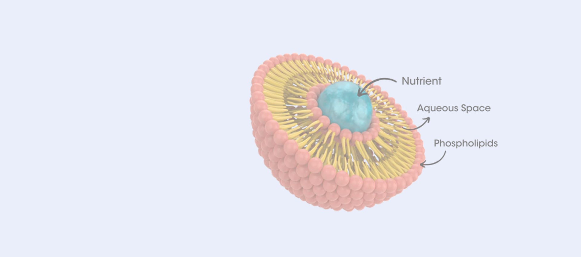 Resveratrol lipossômico