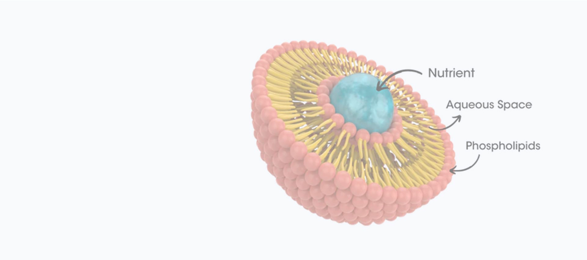 Curcumina Lipossomal