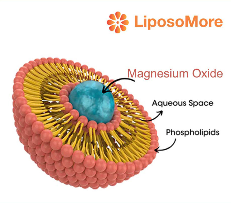 Suporta Metabolismo Energético e Função Muscular